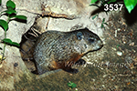 Marmota-monax